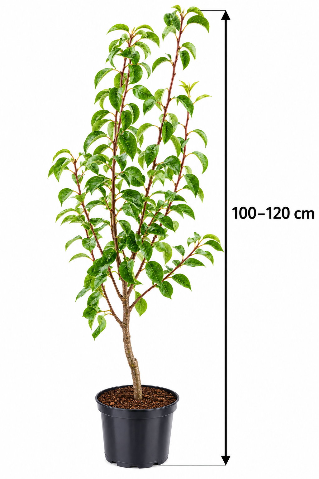 Birnbaum ‘Doyenné du Comice’ – Vereinsdechantsbirne, süße Tafelbirne für den Garten – 100–120 cm inkl. Topf