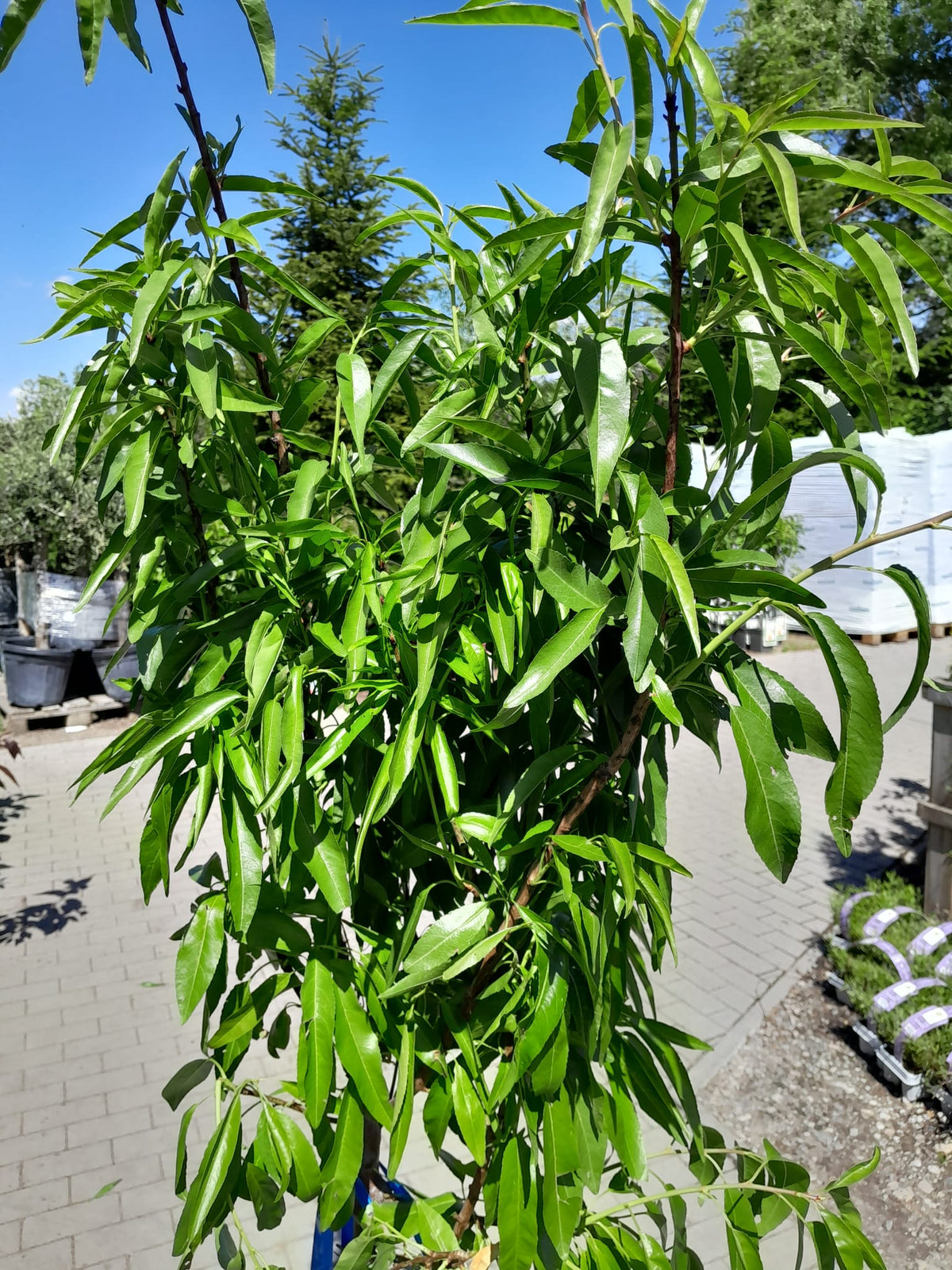 Mandelbaum Prunus dulcis 'Avijor' – Echter Mandelbaum 160–200 cm, winterhart & ertragreich – Obstbaum für Garten & Terrasse