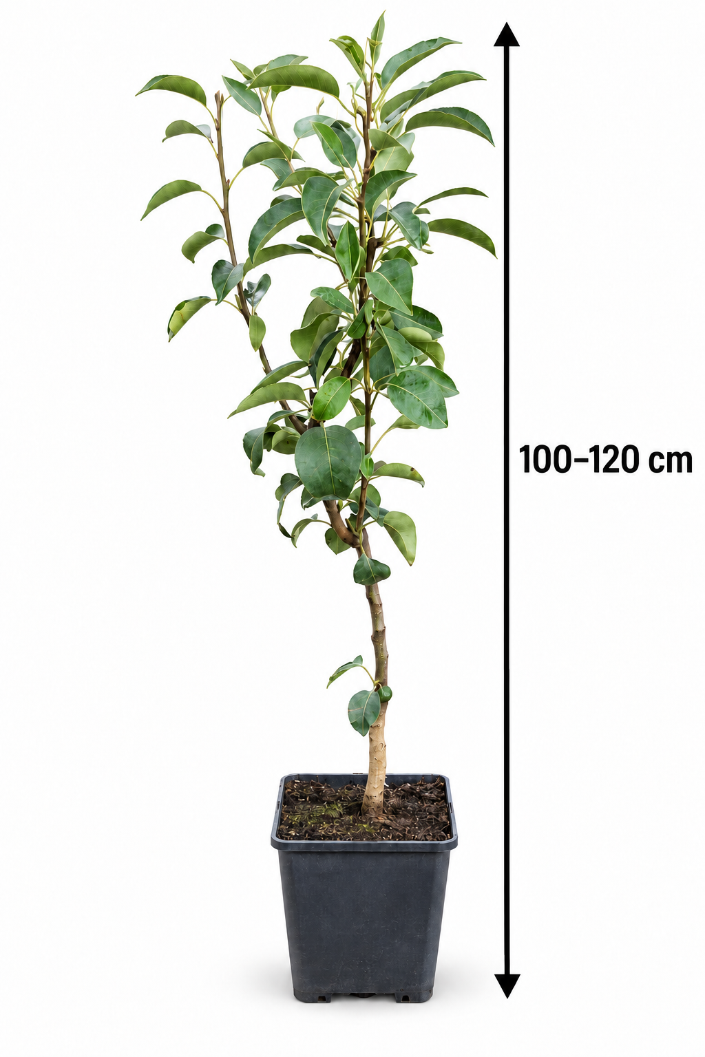 Birnbaum ‘Williams Christ’ 100–120 cm – Pyrus communis, aromatische Sommerbirne für Garten und Terrasse