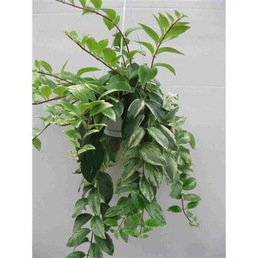 Aeschynanthus - Schamblume - Lippenstift-Sinnblume - Zimmerpflanze