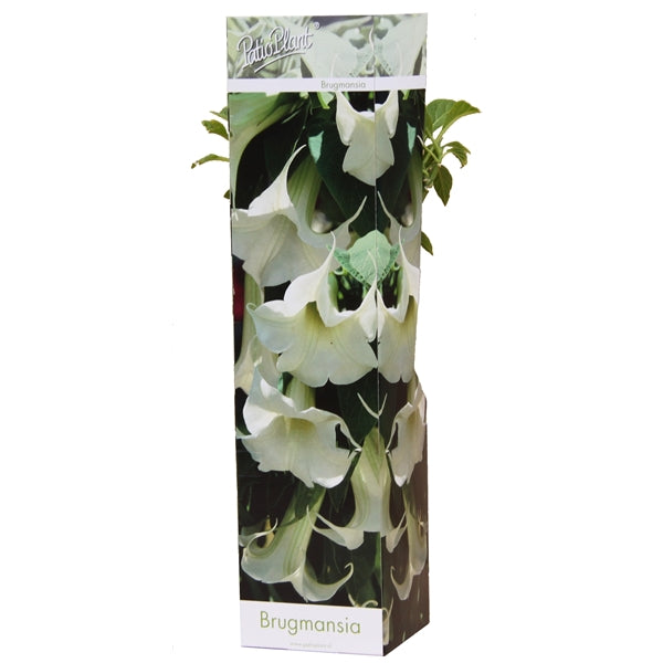 Engelstrompeten - Datura - Engelstrompete - verschiedene Fraben