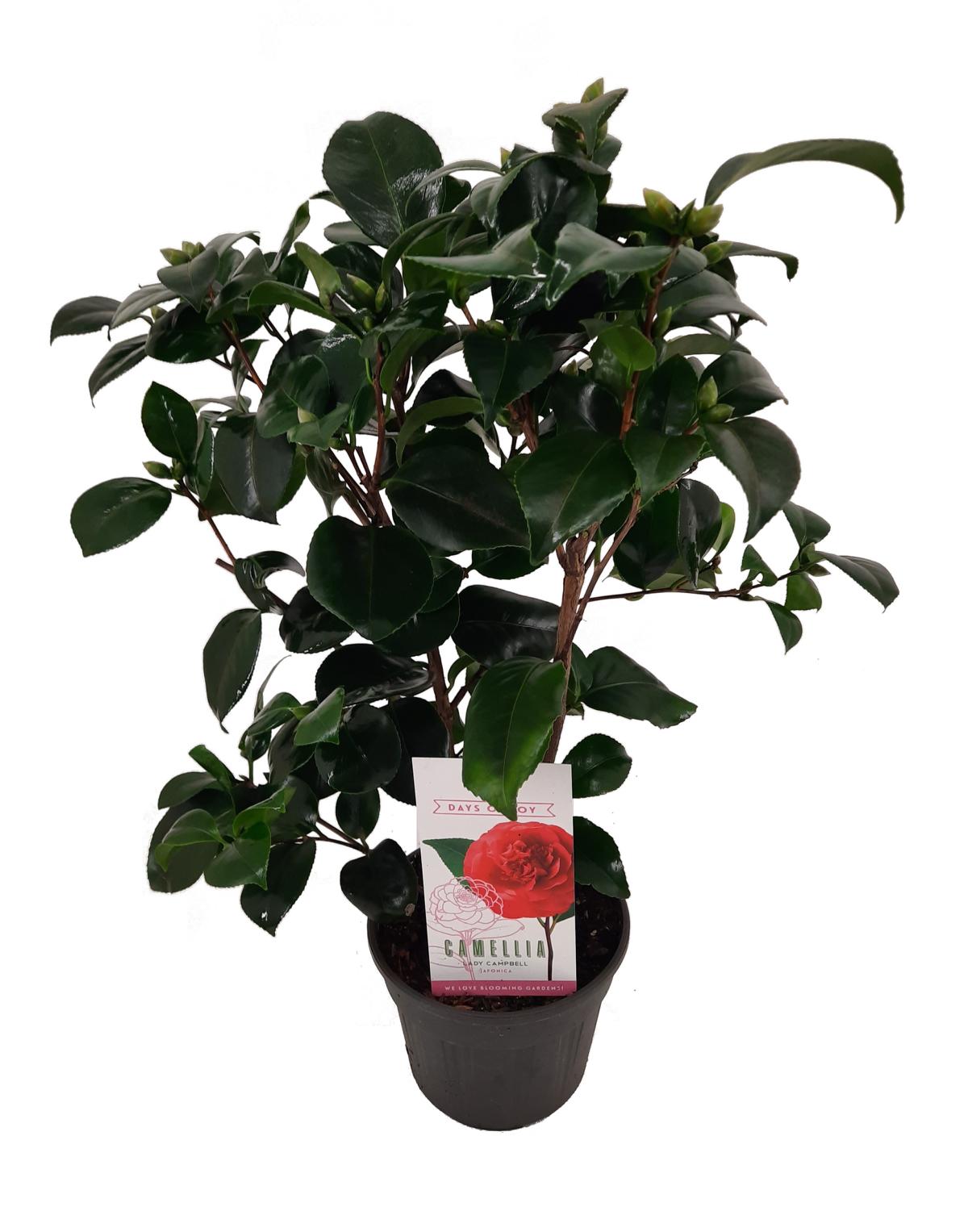 Camellia japonica – Japanische Kamelie | Immergrüne Blühpflanze mit eleganten Blüten – Gesamthöhe 60–80 cm
