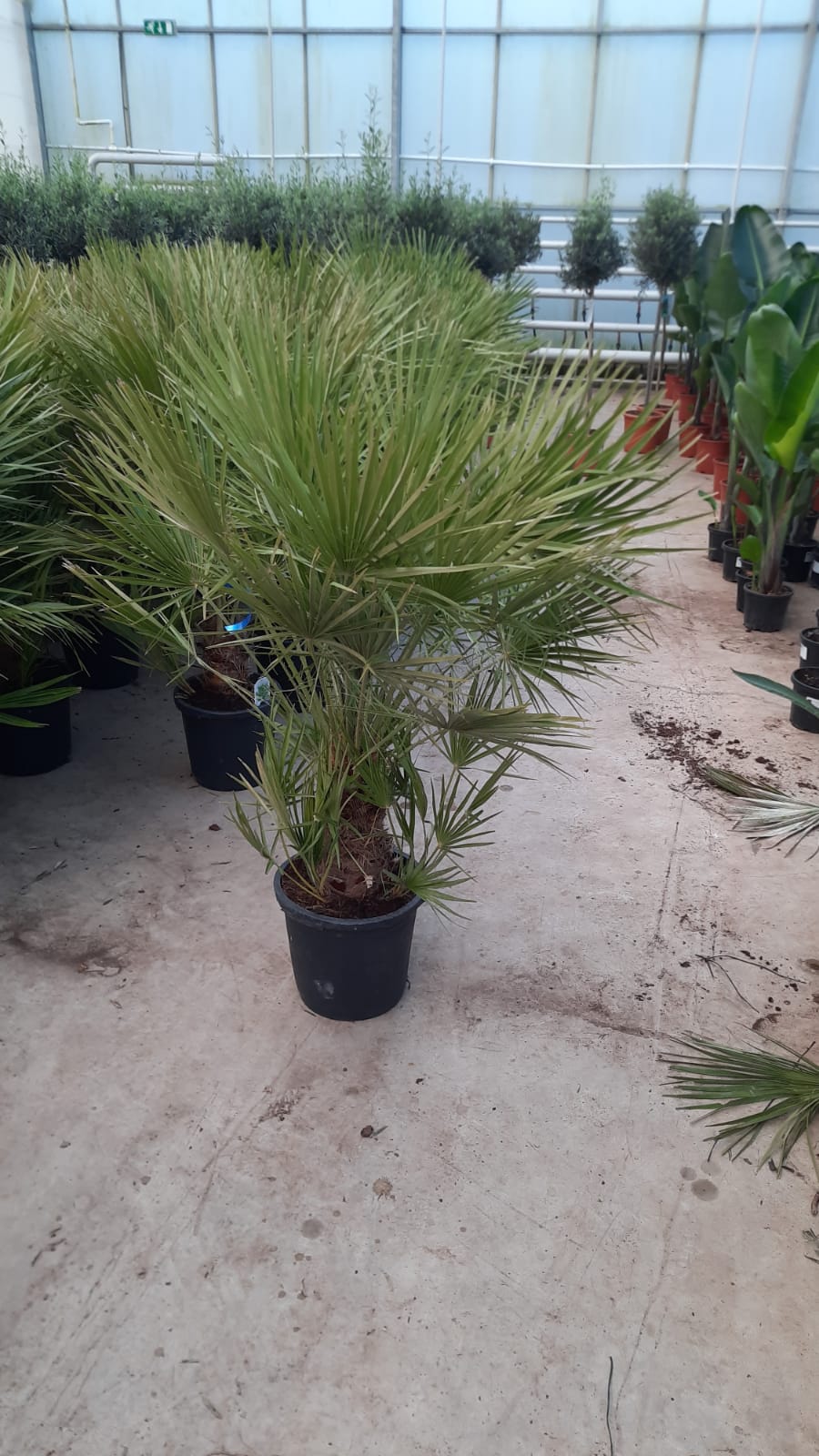 Winterharte Zwergpalme Chamaerops humilis
