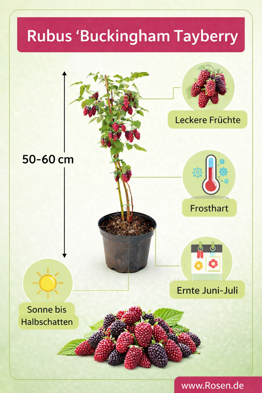 Tayberry Brombeere-Himbeere Kreuzung – Rubus ‘Buckingham Tayberry’ – dornlos, Beerenstrauch 50–60 cm