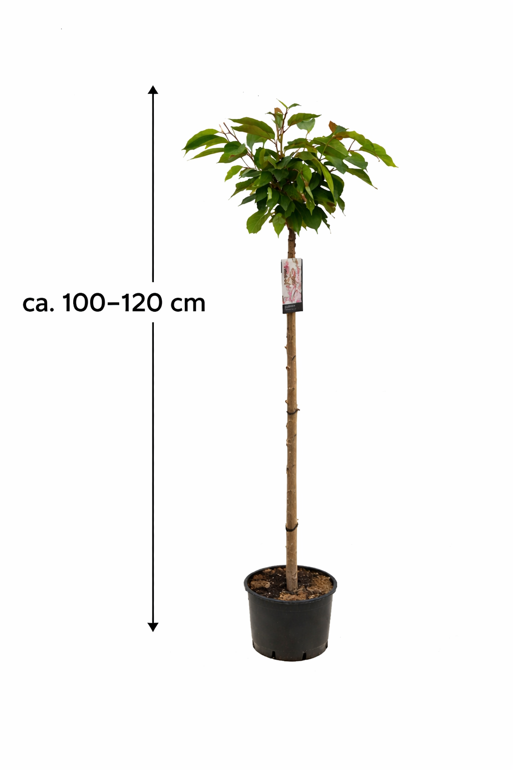 Prunus serrulata 'Kanzan' - Japanische Nelkenkirsche - Zierkirsche