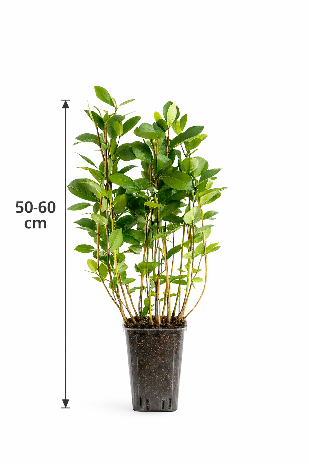 Apfelbeere ‚Viking‘ (Aronia prunifolia) – Aroniabeere / Schwarze Eberesche – winterhart, vitaminreiche Superfood Beerenpflanze