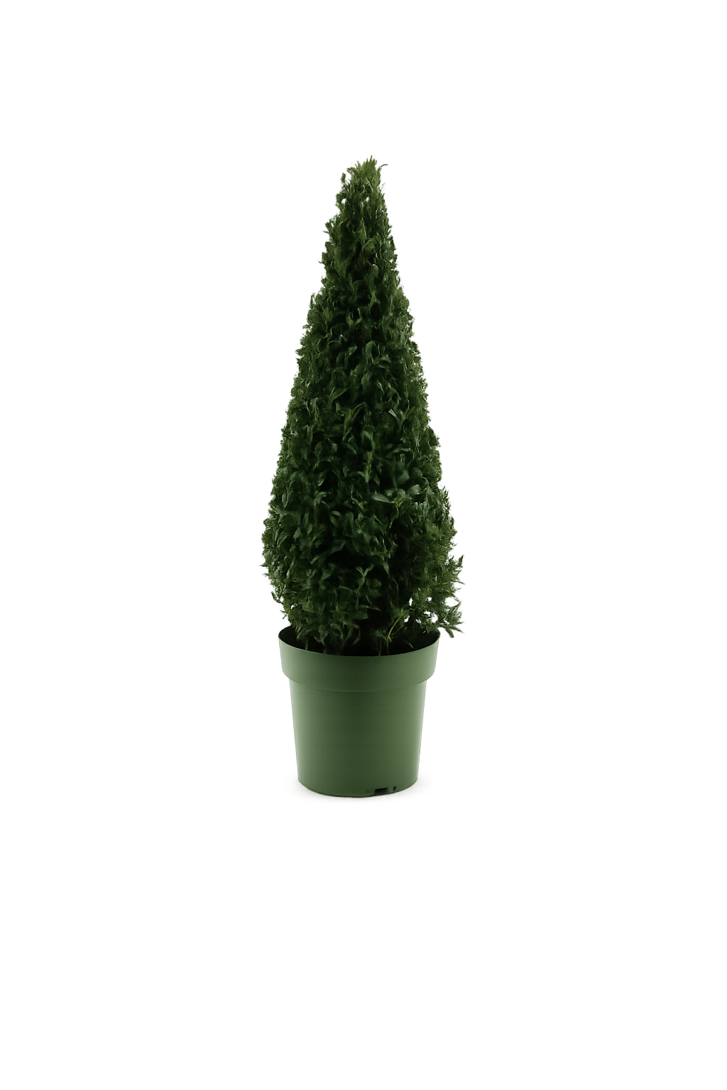Pyramida z buxusu - Kužel 90 cm Buxus sempervirens