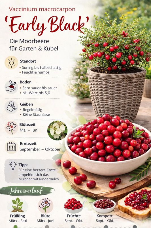 Großfrüchtige Moosbeere Early Black (Vaccinium macrocarpon) – Cranberry Pflanze für Garten, Beet & Moorbeet | Herbstfrucht mit aromatischen Beeren
