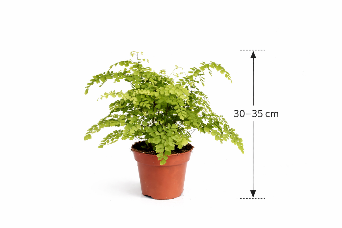 Adiantum raddianum Fragrans Frauenhaarfarn Venushaar Zimmerpflanze