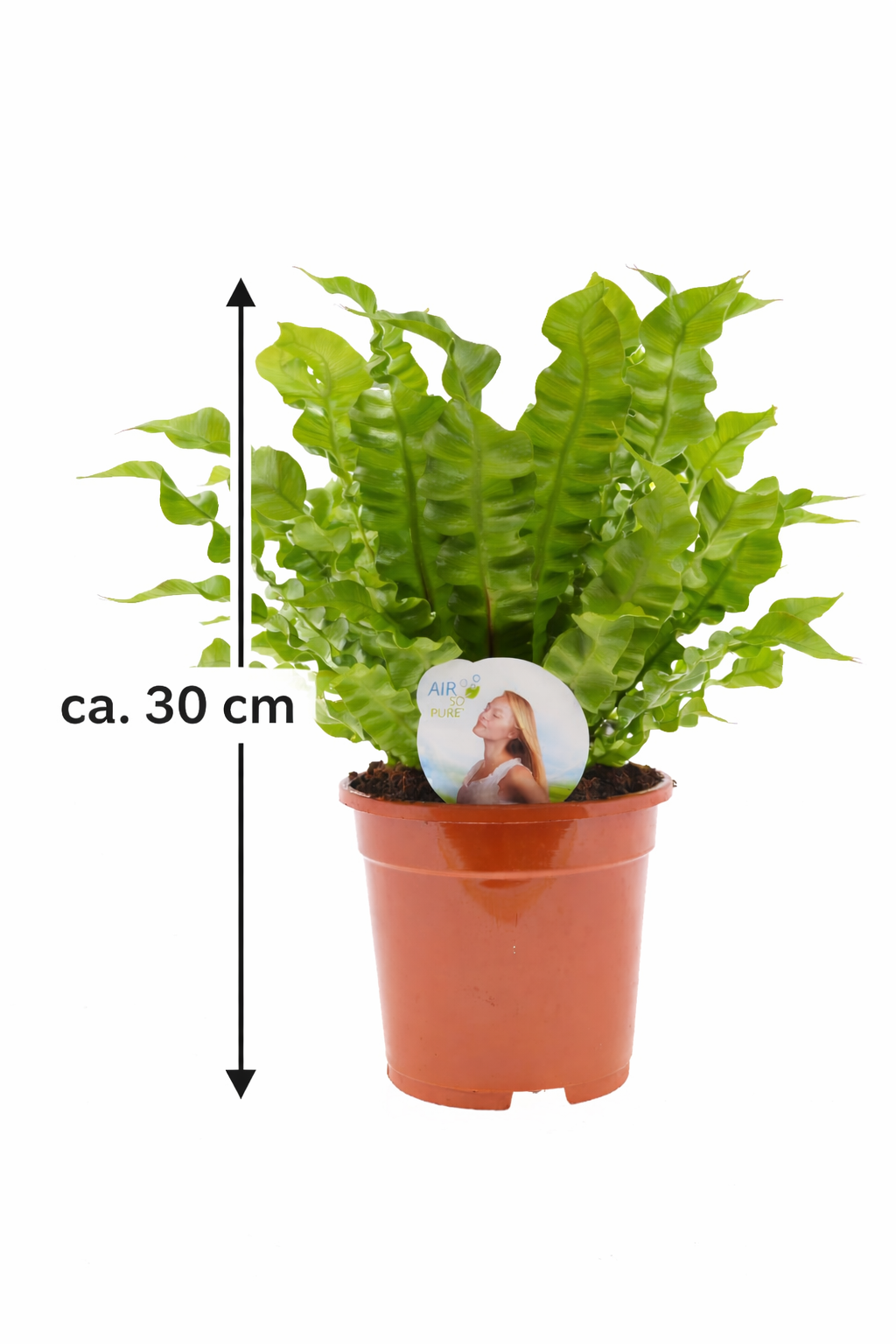 Asplenium nidus 'Crispy Wave' - kapradina Ptačí hnízdo - pokojová rostlina čistící vzduch - listnatá rostlina
