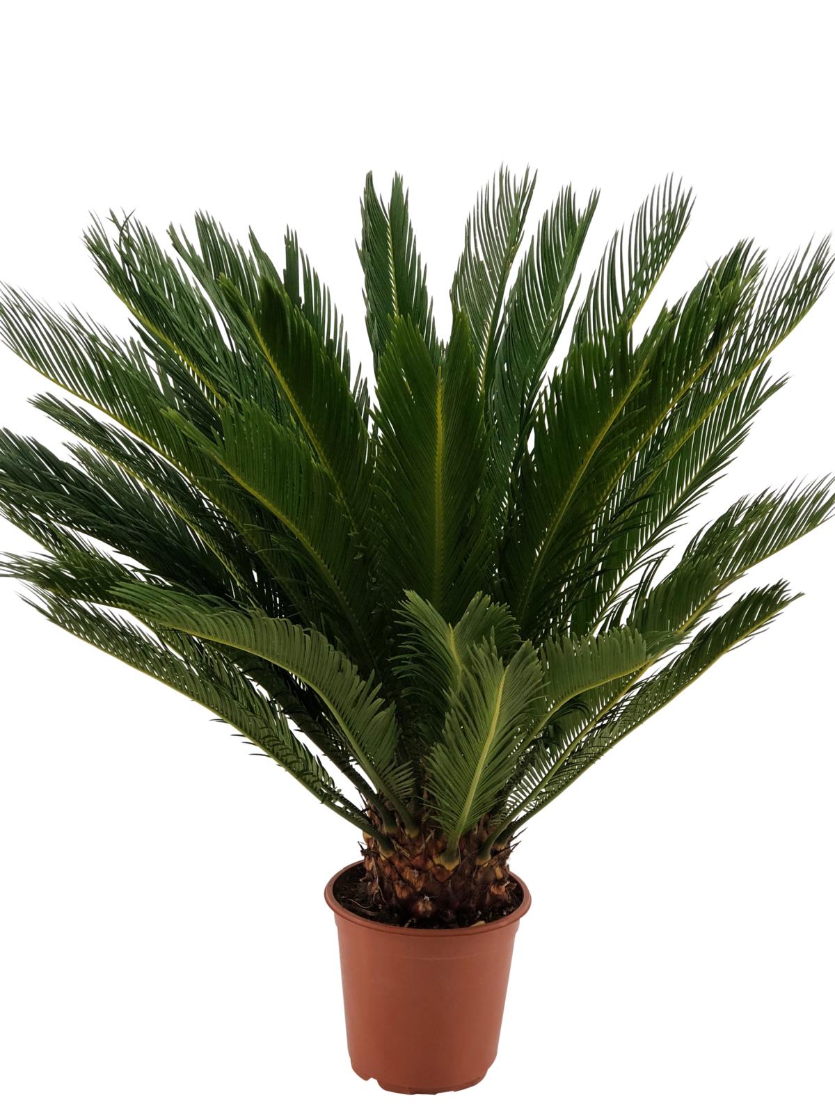 Pokojová rostlina Cycas Revoluta cykasová ságová palma