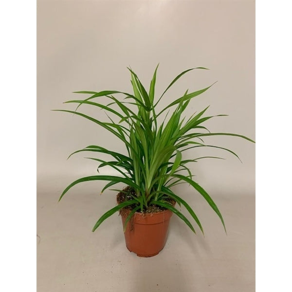 Cyperus - Zyperngras - Wasserpalme - Papyrusgras - Wasserpflanze - Sumpfpflanze