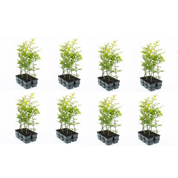 Buk lesní 40-60 cm - Fagus sylvatica - opadavý strom - rostlina do živého plotu - pěstovaná v květináči