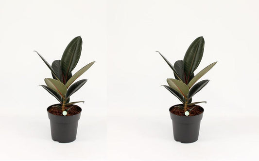 Gummibaum Ficus elastica Abidjan Zimmerpflanze Grünpflanze pflegeleicht