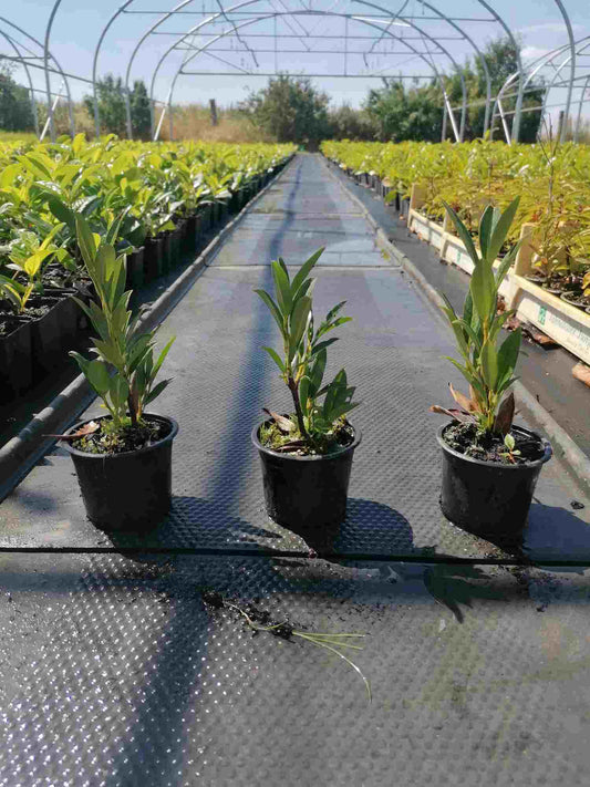 Prunus laurocerasus 'Otto Luyken' – Immergrüner Blickfang, 20-30 cm, für jeden Garten