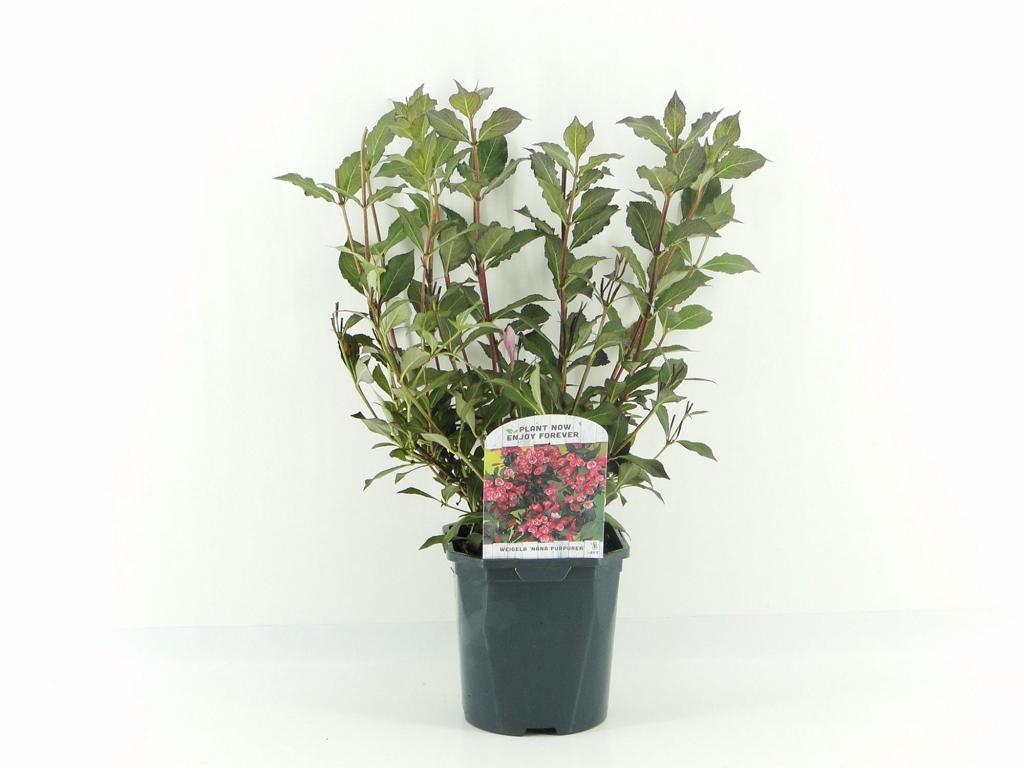 Weigelie (Weigela florida) – Blühstrauch 40–60 cm im Topf | Zierstrauch für Garten & Hecke