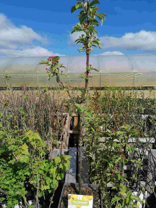 Zierapfel 'Golden Hornet' – Apfelbaum 100–120 cm | Malus 'Golden Hornet' im Topf | Zierapfelbaum mit gelben Früchten
