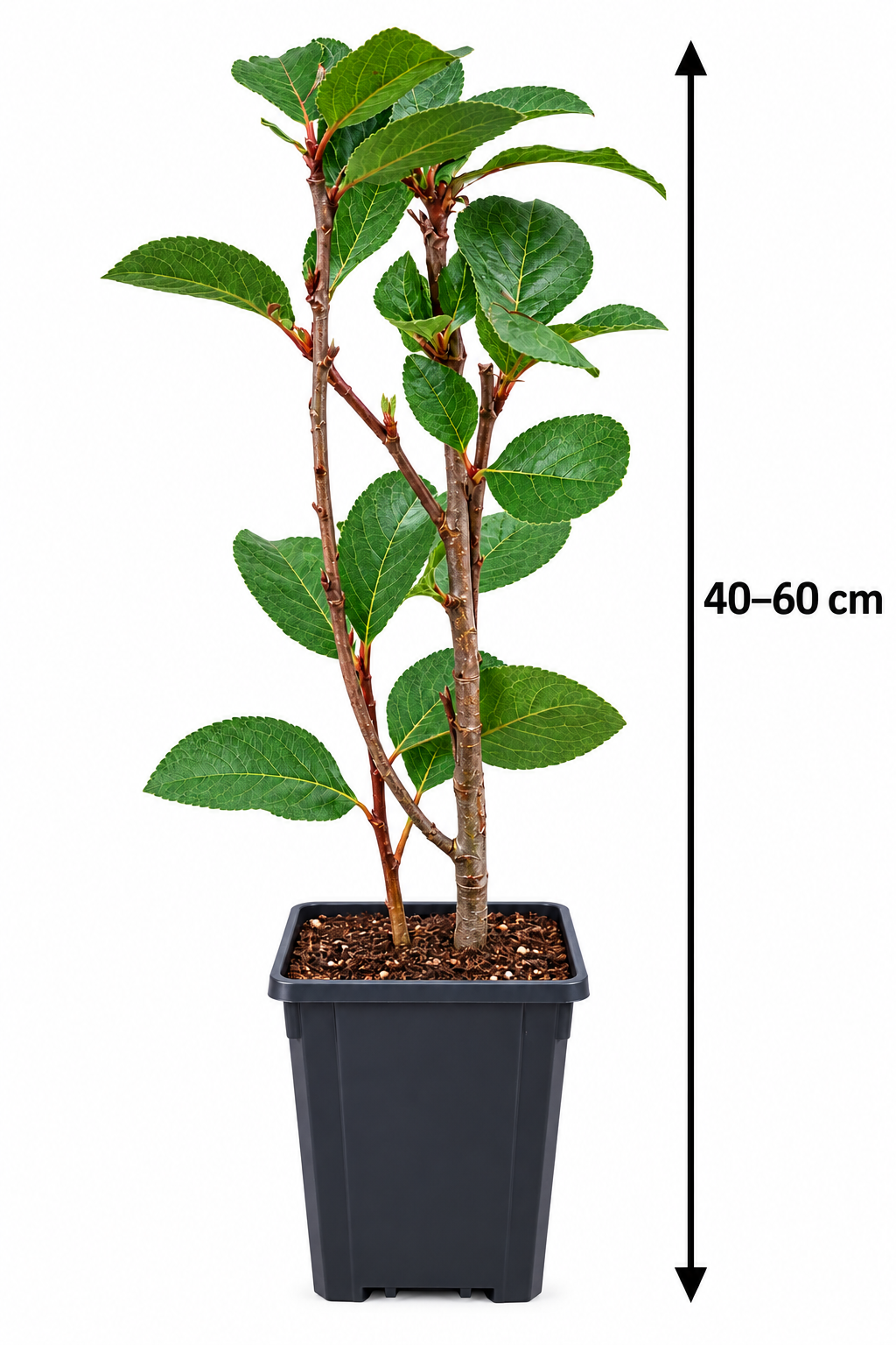 Rote Apfelbeere ‘Brilliant’ – Aronia arbutifolia – winterharter Zierstrauch mit Herbstfärbung – 40–60 cm inkl. Topf