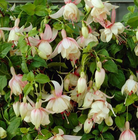 Venkovní sada fuchsií Annabel 3 ks - květináč o průměru 9 cm, fuchsie odolná