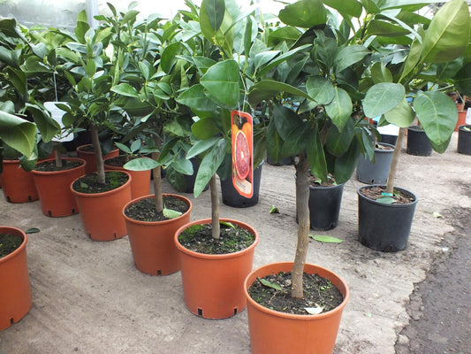 Citrus sinensis Sanguinello 80-100 cm - krvavý pomeranč