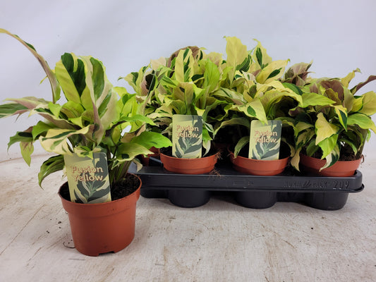 Calathea 'Fusion Yellow' - Tropická kráska s jasným listovým vzorem, cca. 30 cm vysoký