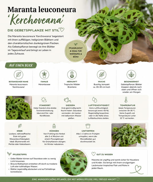 Maranta leuconeura Kerchoveana – Gebetspflanze Korbmarante Zimmerpflanze mit dekorativem Blattmuster ca. 30 cm