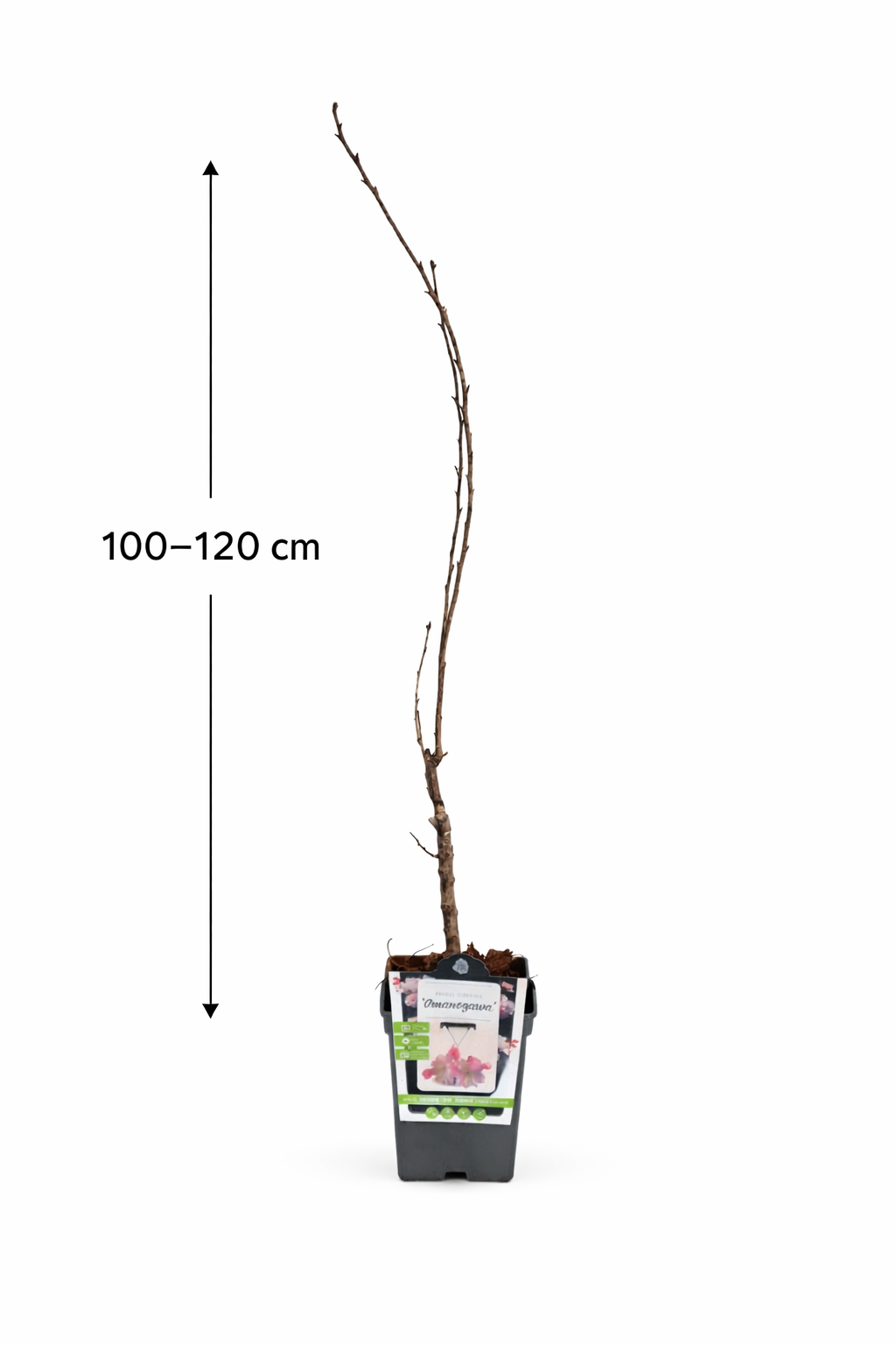 Japonská sloupovitá třešeň 'Amanogawa' - Prunus serrulata 'Amanogawa' 100-120 cm