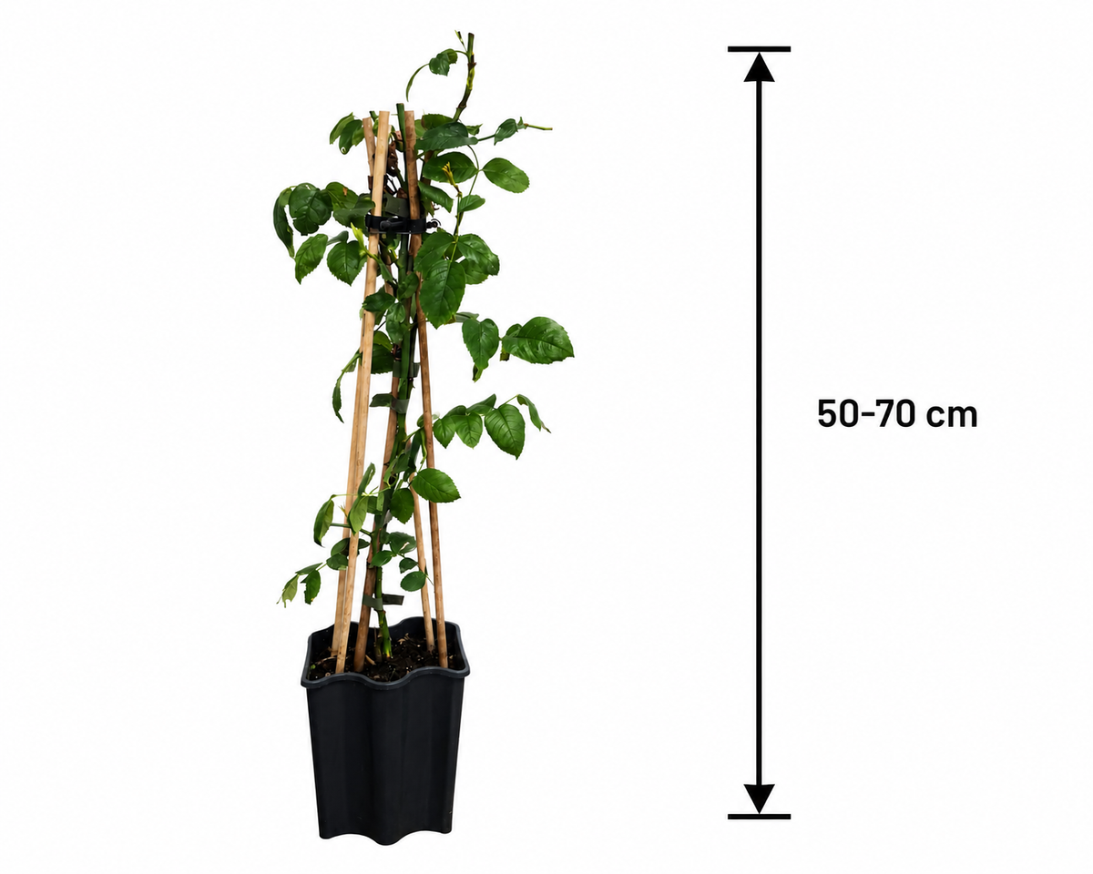Rosa Orange Climber Kletterrose 50-70 cm – Duftende Edel-Kletterrose in Rosa-Orange | Winterharte Rose für Rankgitter, Pergola & Garten