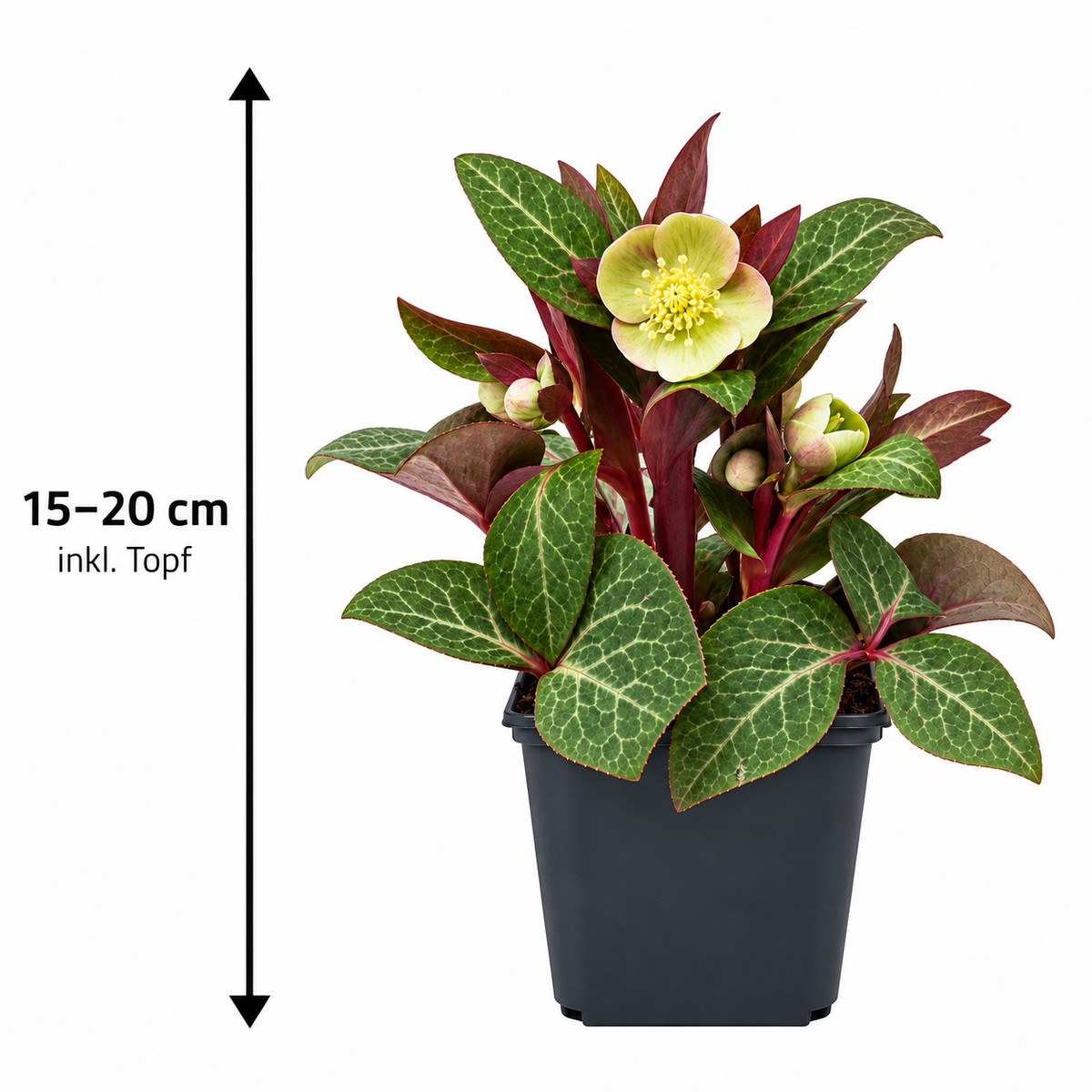 Helleborus lividus ‘Pink’ – rosa Mallorquinische Nieswurz für Terrasse & Kübel – 15–20 cm inkl. Topf