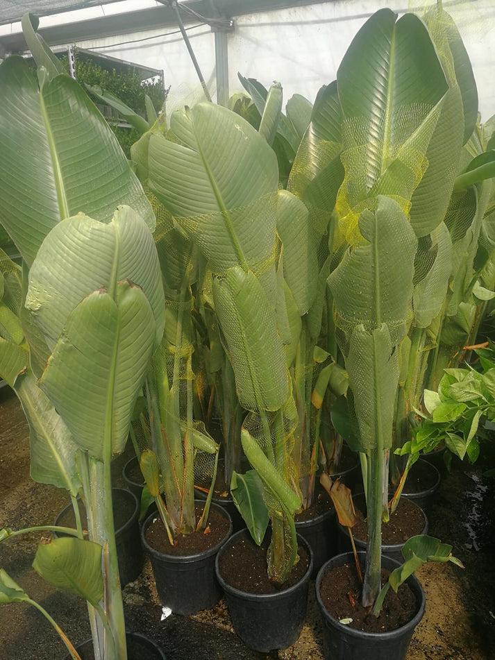 Strelitzia nicolai 120-140 cm Baumstrelitzie Baum-Paradiesvogelblume Zimmerpflanze - Luft reinigend