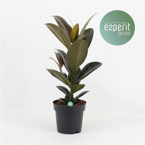 Gumovník Ficus elastica 'Melany' – cca. 50cm pokojová rostlina pro váš domov
