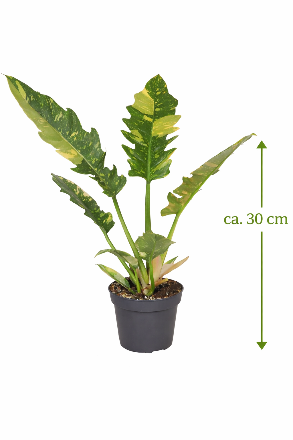 Philodendron Ring of Fire ca. 30 cm – Bunter Baumfreund Zimmerpflanze, seltene Grünpflanze, pflegeleicht & luftreinigend