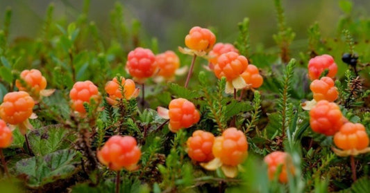 Rubus xanthocarpus 30-60 cm Die Gelbe Brombeere Exotische Früchte für Ihren Garten