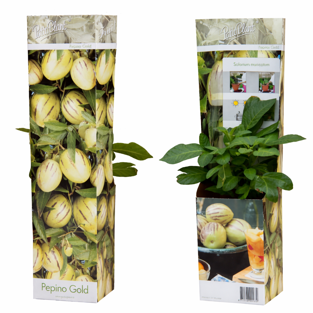 Solanum Pepino Gold 20-40 cm - Velmi chutná melounová hruška