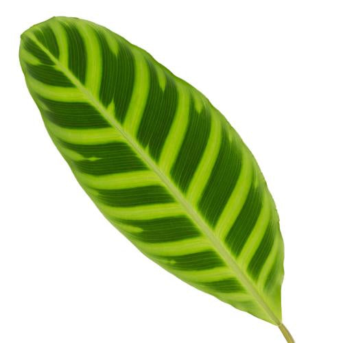 Calathea Zebrina cca. 40 cm exotická pokojová rostlina s výrazným zebrím vzorem
