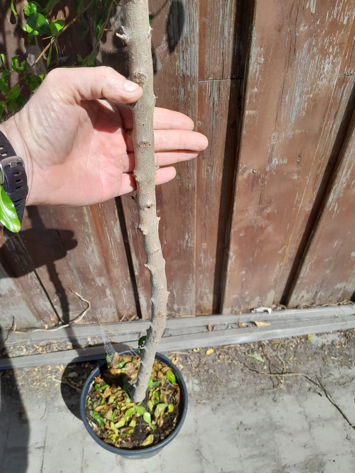 Nabídka 2 KUSY Granátové jablko 'Mollar de Elche' 150-190 cm standardní strom - Punica Granatum - Ovocný strom - Granátová jablka