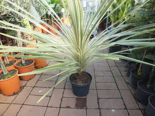 Keulenlilie „Dazzler“ (Cordyline Torbay Dazzler) – winterharte Palmlilie, bunt panaschiert, 80–100 cm Gesamthöhe