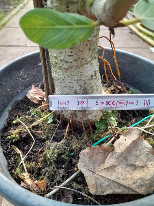 Ficus Benghalensis s 120–140 cm silným kmenem, indický banyán pro váš domov – nenáročná péče a odolná rostlina