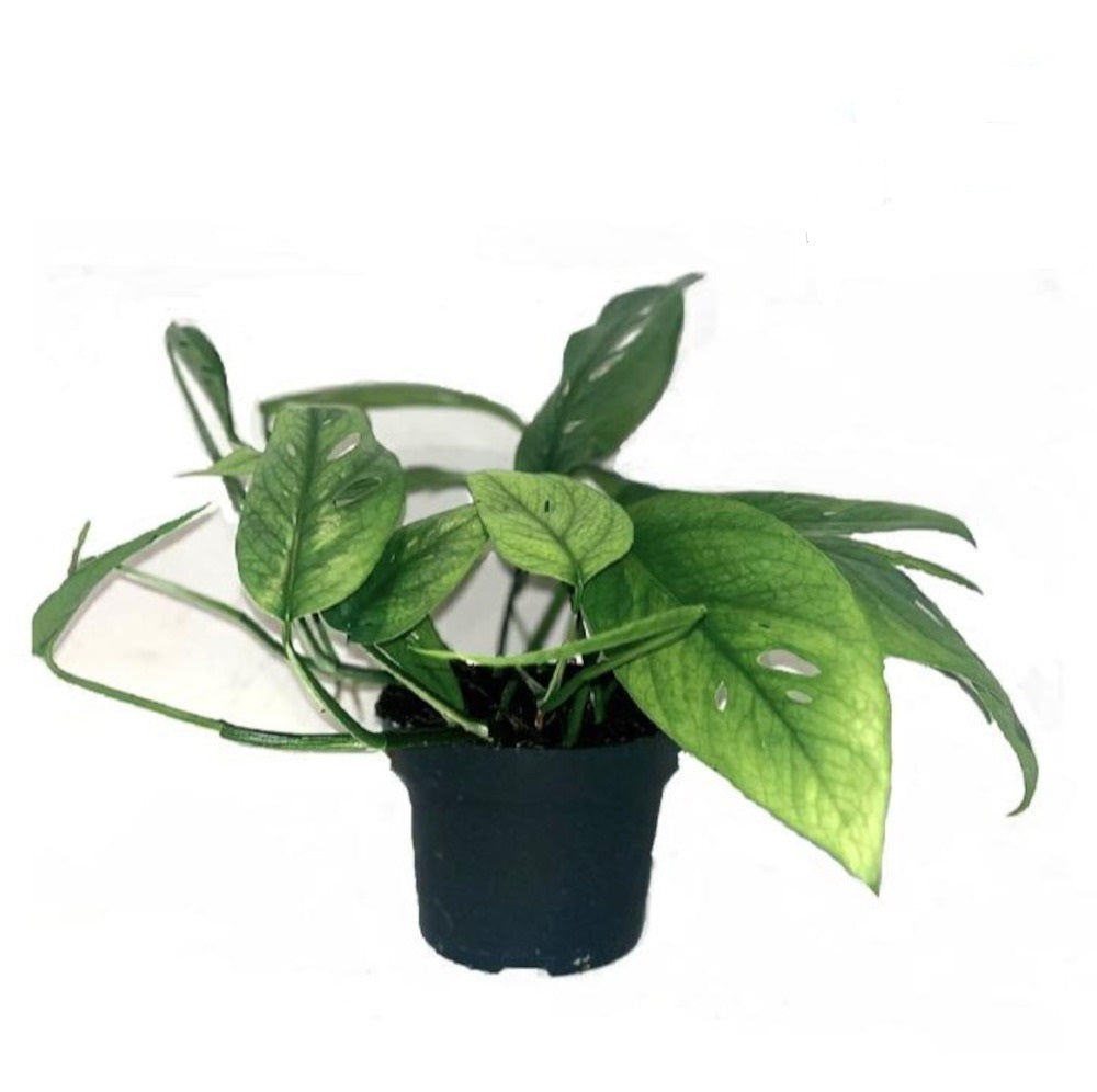 Epipremnum Cebu Blue – Efeutute, Ca. 20 cm – Exotische Zimmerpflanze, Pflegeleicht, Grünpflanze für Zuhause