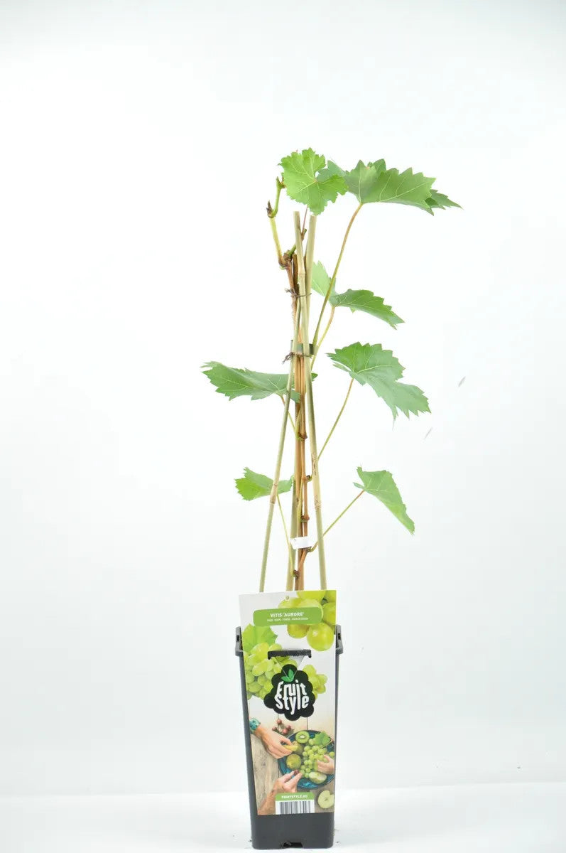Weinrebe ‘Aurora’ (Vitis vinifera Aurora) – robuste Tafeltraube, winterharte Rebpflanze 50–70 cm, süße gelbe Trauben