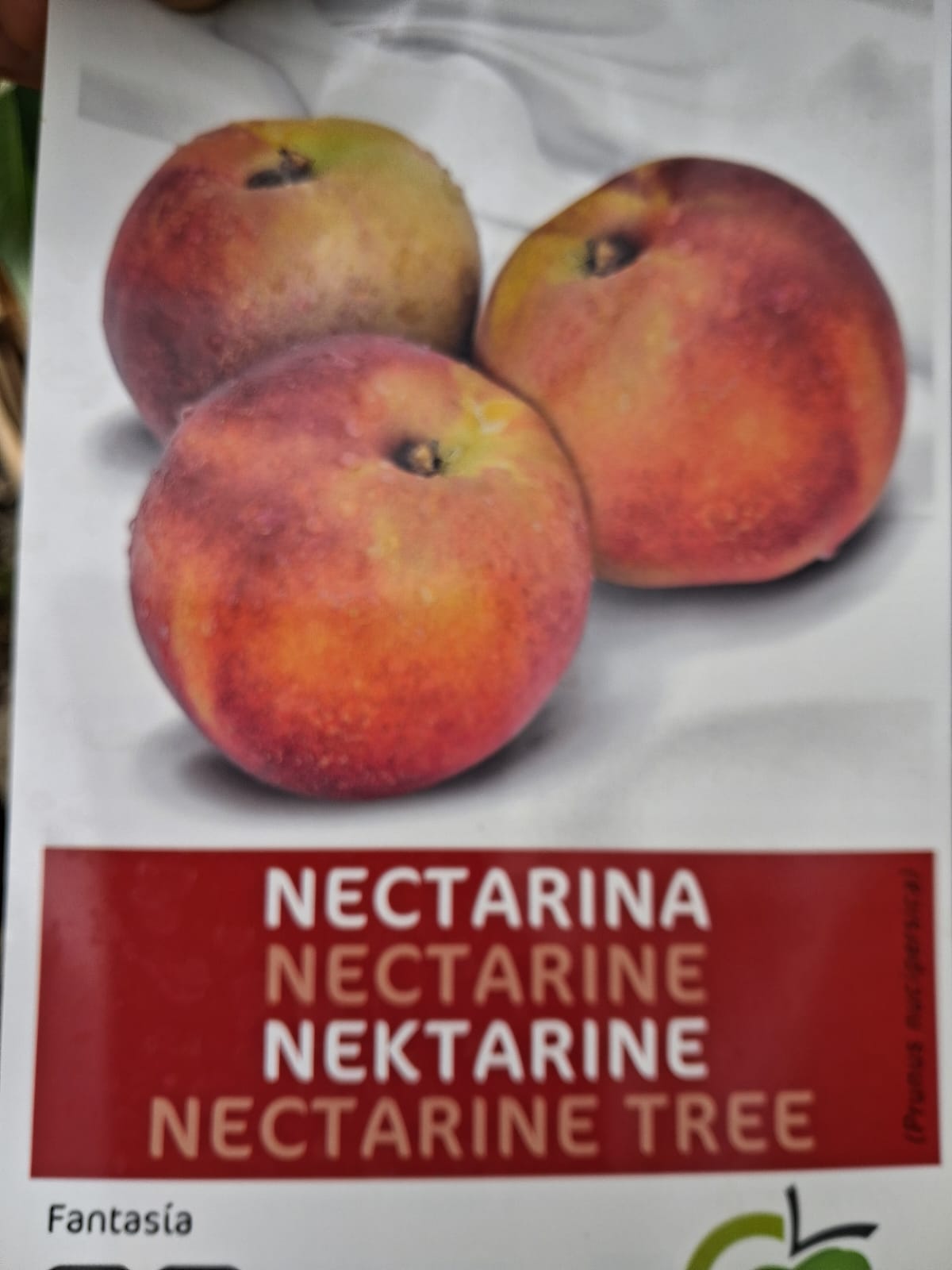 Nektarinenbaum ‘Fantasia’ (Prunus persica var. nucipersica) – ca. 160–200 cm hoch, veredelt auf Stamm – Saftige Früchte, pflegeleicht & winterhart