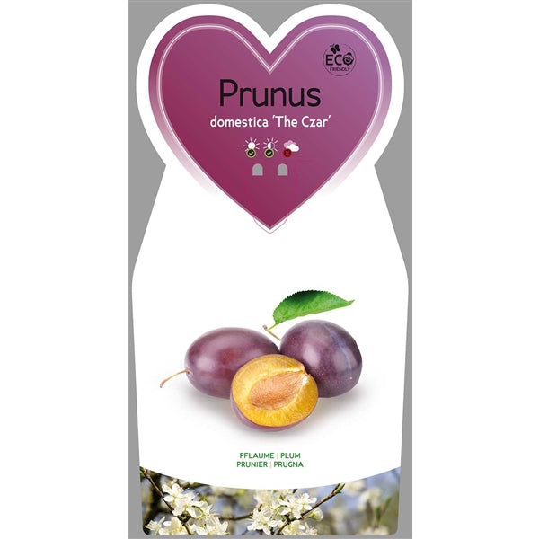 Prunus domestica 'The Czar' 100-120 cm Pflaumenbaum Obst Pflaume