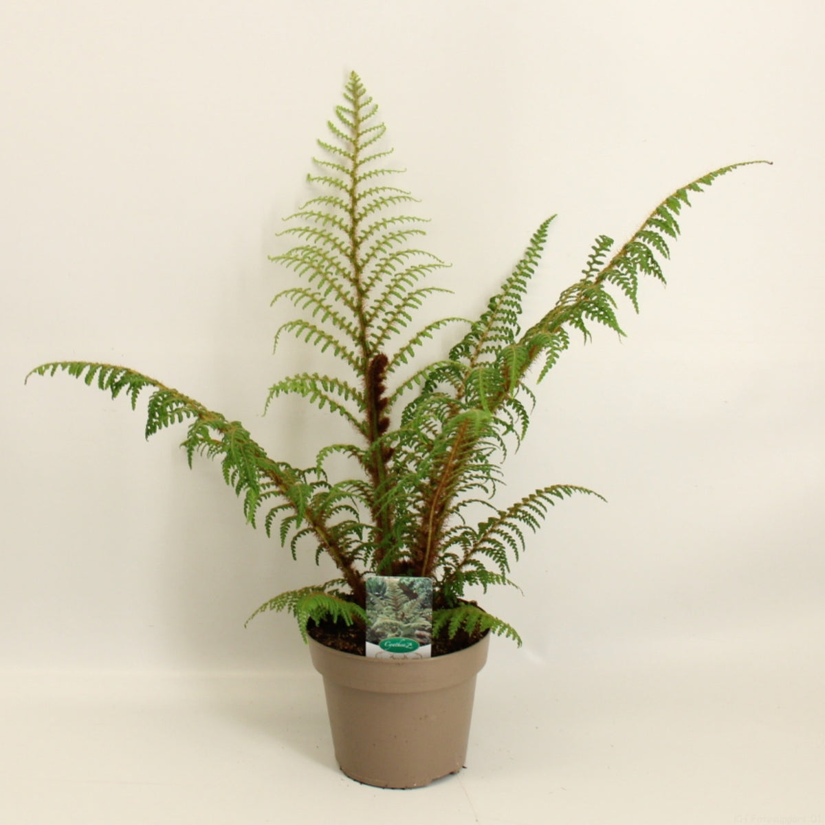 Cyathea Highland Lace – Baumfarn / Farnpflanze 40–50 cm – Exotische Zimmerpflanze für Haus & Garten