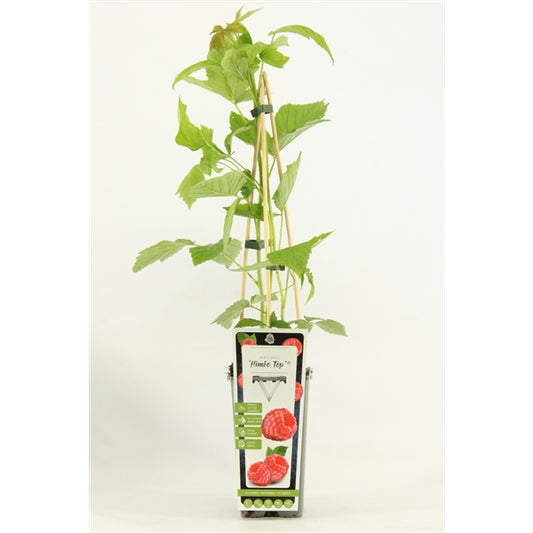 Rubus idaeus 'Himbo Top – Ertragreiche Himbeerpflanze 60-70 cm für Deinen Garten“
