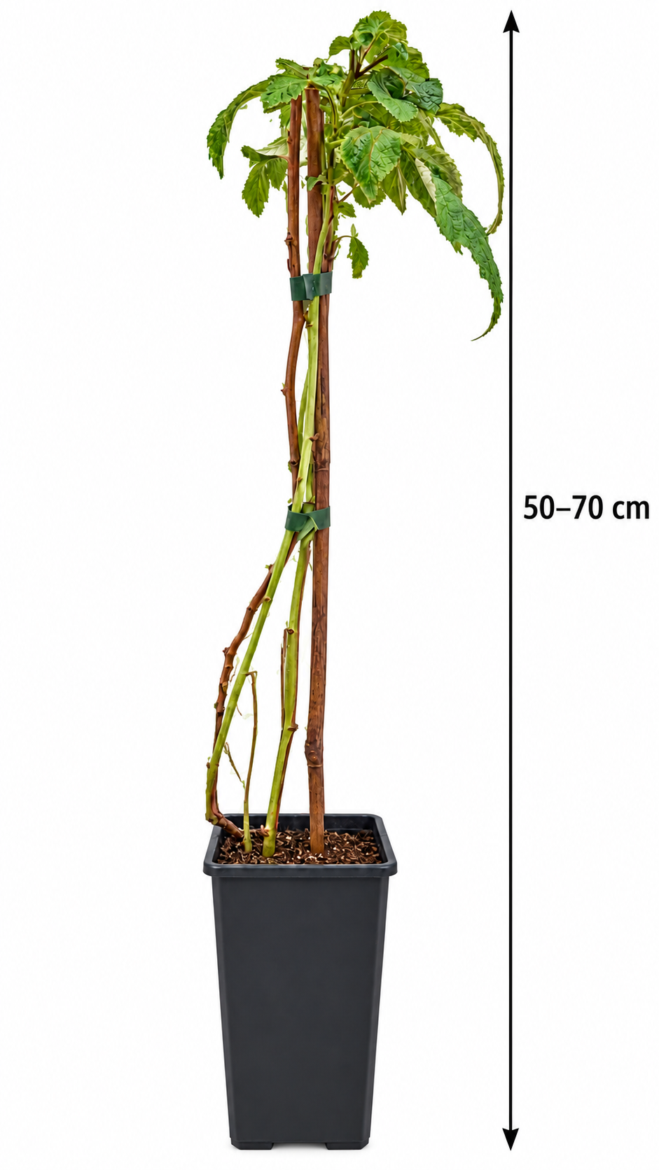 Himbeere Primeberry® ‘Purple Love’ – dornenlose Purpurhimbeere für Garten & Kübel – 50–70 cm inkl. Topf