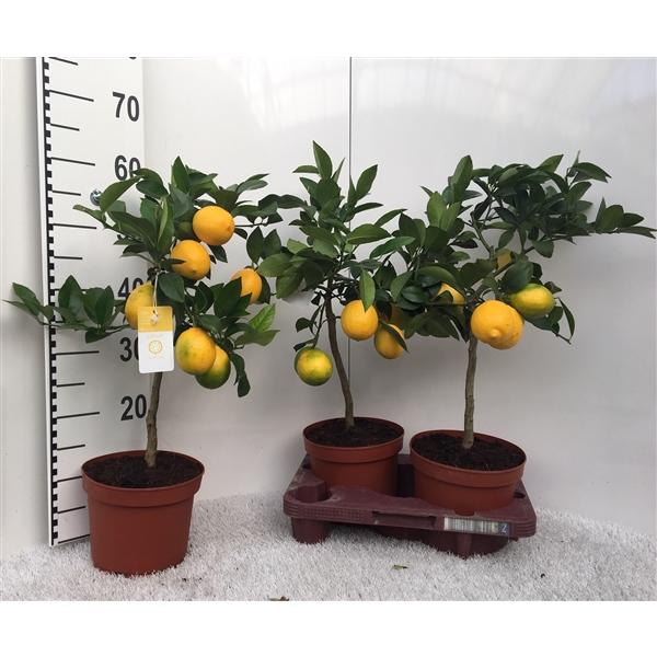 Citroník Meyer -Lisa- 30 cm bez plodů Citrus Meyer Lemon
