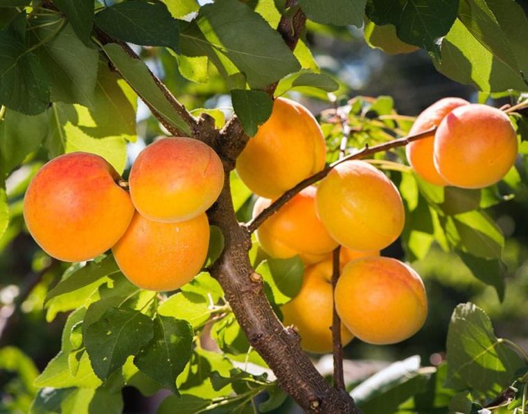 Aprikosenbaum „Precoce di Imola“ – Prunus armeniaca, frühreife Aprikose, Obstbaum 100–140 cm