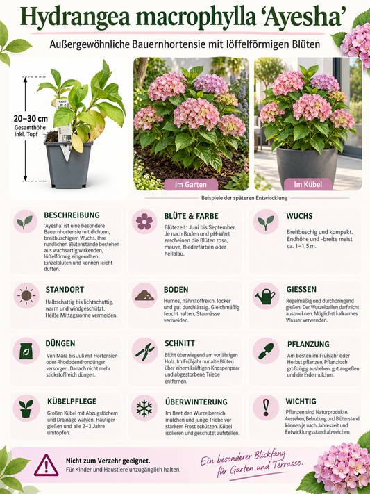 Bauernhortensie ‘Ayesha’ 20–30 cm – Rosa blühende Hydrangea macrophylla für Garten und Kübel