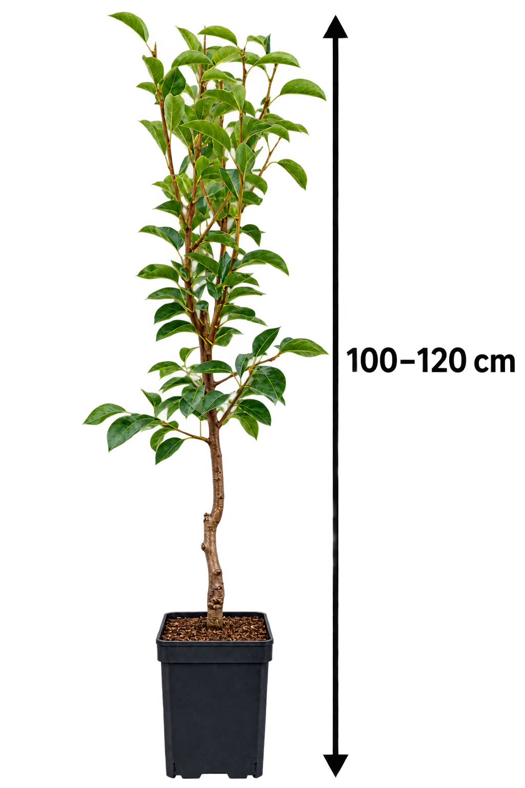 Kochbirne ‘Gieser Wildeman’ 100–120 cm – Pyrus communis, winterharter Birnbaum für Garten & Obstgarten
