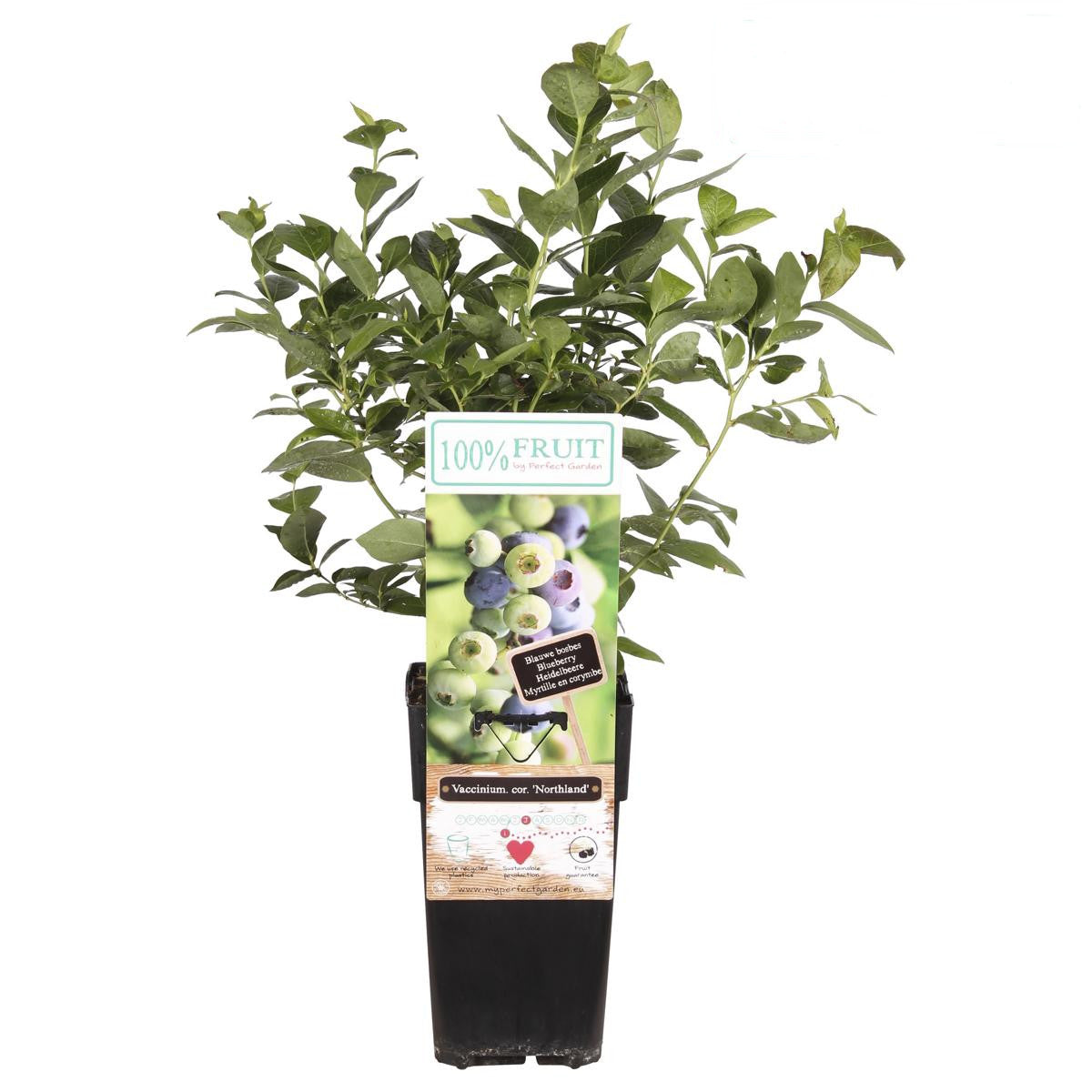 Heidelbeere 'Northland' ca. 30 cm - Vaccinium corymbosum Northland